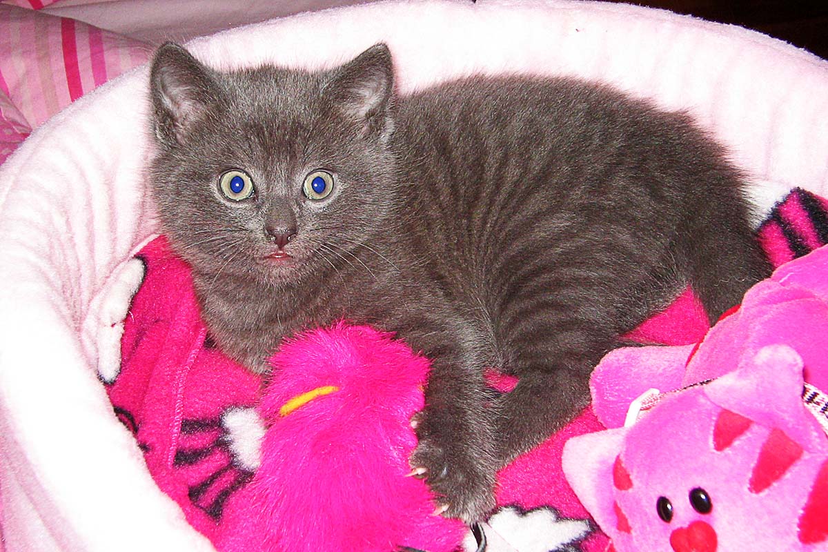 Kitten in pink bed