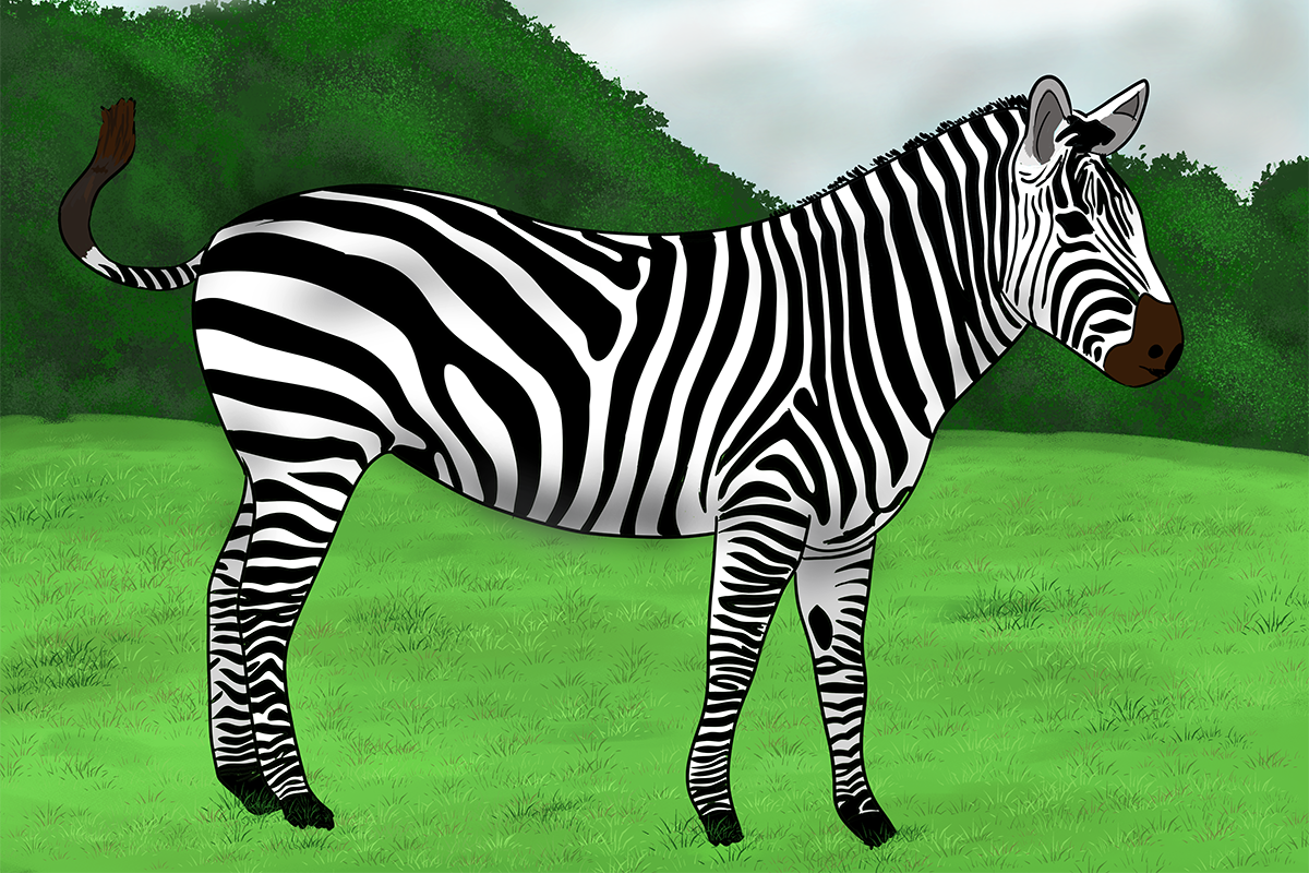 Zebra illustration